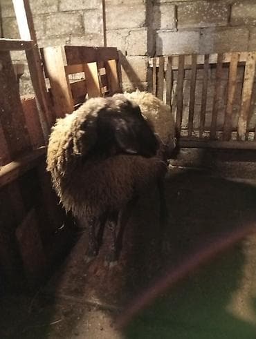 qoyun yanıbala: Sağlam heyvandilar - Növ: yerli qoyun (qısa/quyruqlu tip), sürü — 2