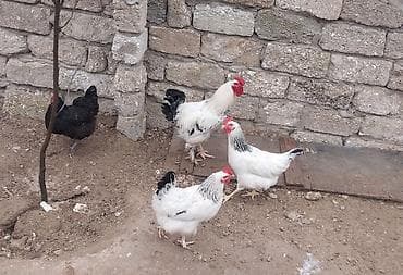 lal ordək satışı: Bramadan dönmə xoruz satılır çəkisi hardasa 3.5 dən yuxarıdır.toyuqlar — 1