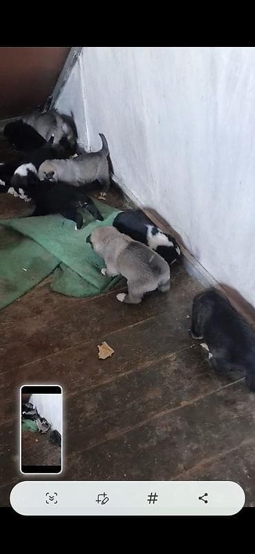 ov itleri satisi: Afcarka ve balaları satılır isdeyen olsa vapçatda yazsın 0507613355 — 6