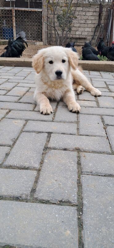 it golden: Retriever, 2 ay, Erkek — 1