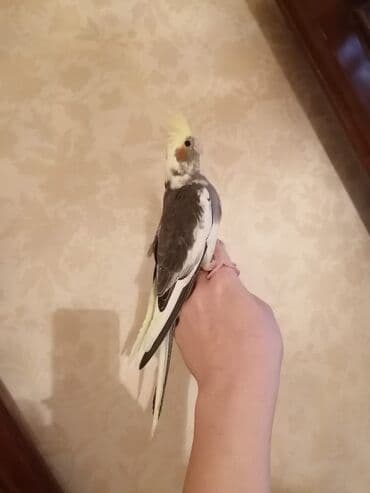 qurdbasar balaları: Təzə yemə düşən balalar və hazir cütlər var.Balalara söz öyrətmək ələ — 5