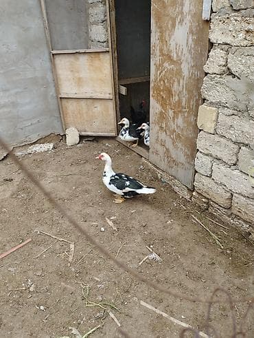 krasnodar ördəyi: Musk ördəkləri (iki baş cüt) - Növ: Muscovy (indoutka) ördəyi - — 6