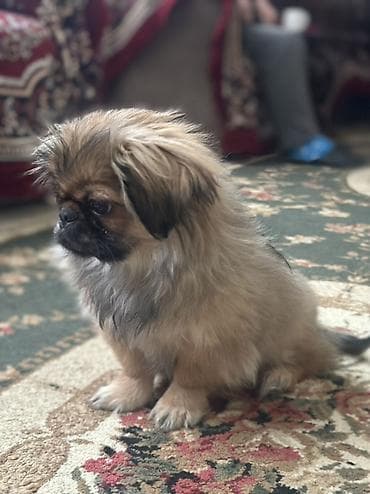 it balari: Pekines, 2 ay, Dişi, Peyvəndli — 2