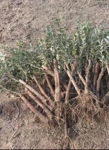 Zeytun fidanları - Növ: klassik zeytun (yağlıq və süfrəlik üçün