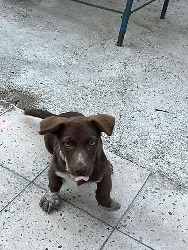 heyvanlarin satisi: Pitbul, 2 ay, Erkek — 3