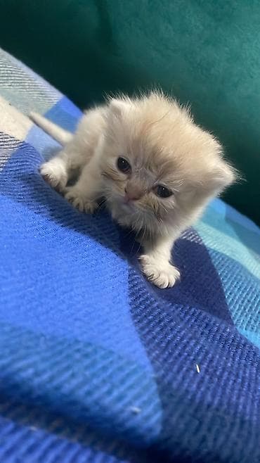 pişik alıram: Şotland — 6