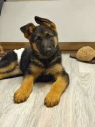 it sortları: Alman çoban iti, Peyvəndli — 2