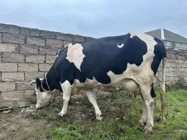yun cinslər: Ala qara cins inek satilir. Cavan heyvandı. 4 aylıq boğazdı. Tam — 4