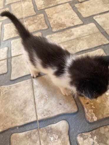 где можно купить котенка: Yaxşı əllərə — 3