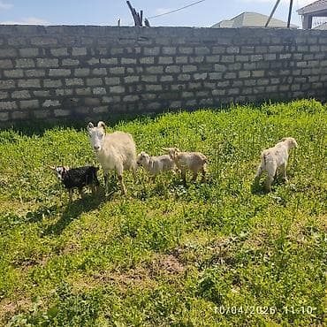 sani keci: - Ana bala keçi dort balasi var üçü erkey biri disididi cins heyvandi — 9