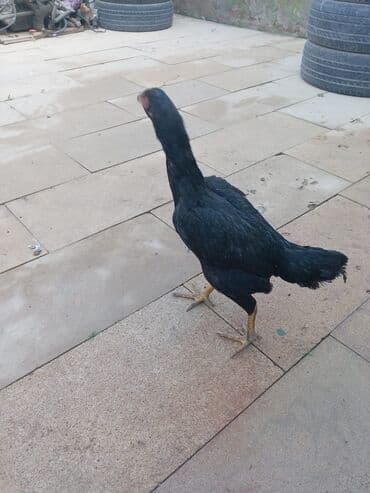 inək cinsləri: Toyuq, Damazlıq — 3