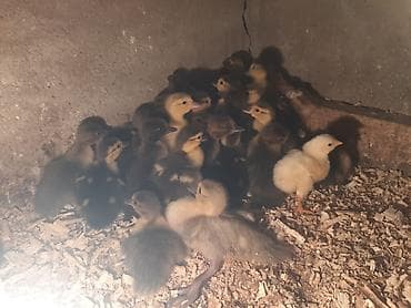 Kanada sortu meşə ördəklərinin balaları satılır. 2 günlik 5 manat. 7 — 2