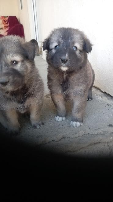 it qefes: Xaski, 1 ay, Erkek, Ünvandan götürmə — 7