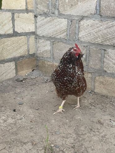 золотая шиншилла котенок: Курица, Для разведения — 2