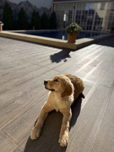gold sinsilla: Retriever, 4 ay, Dişi, Peyvəndli — 2