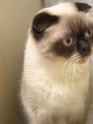 pişik ucun ev: Şotland — 4