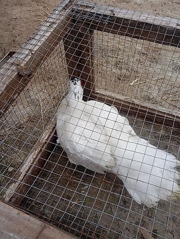 Digər heyvanlar: Muscovy ördəyi (indi yetişdirilən ağ rəngli fərd) - Cins: Muscovy — 2