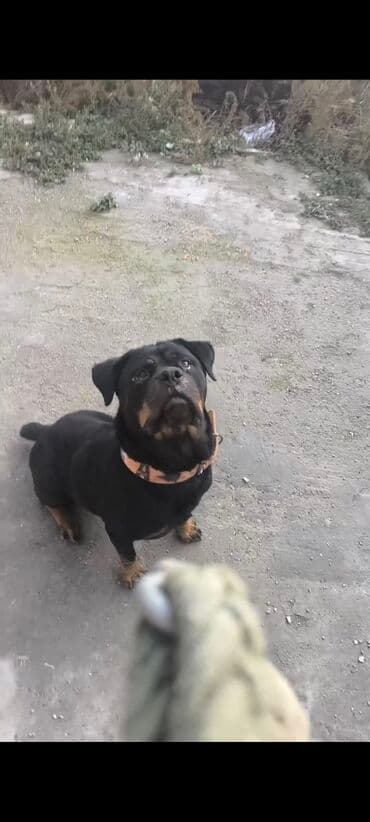 сетка для клетки попугая: Ротвейлер, Самка — 1