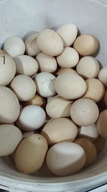 reqemli tort sekilleri: Oz heyetimin toyuqlarin yumurtasidi 1 ededi 40 qepik cox alana — 4