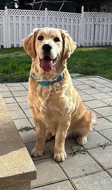 kangal it: Retriever, 7 ay, Dişi, Sənədli, Pulsuz çatdırılma — 1