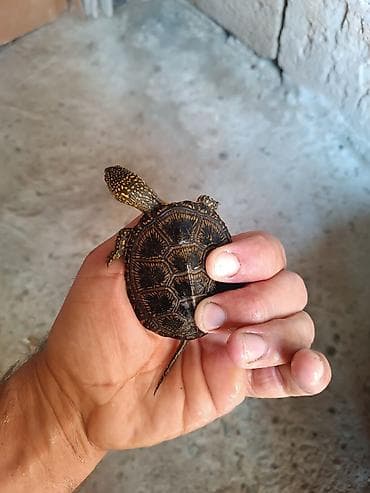 Növ: Kiçik ölçülü su/qurbağa gölməçə tısbağaları Xüsusiyyətlər: - — 1