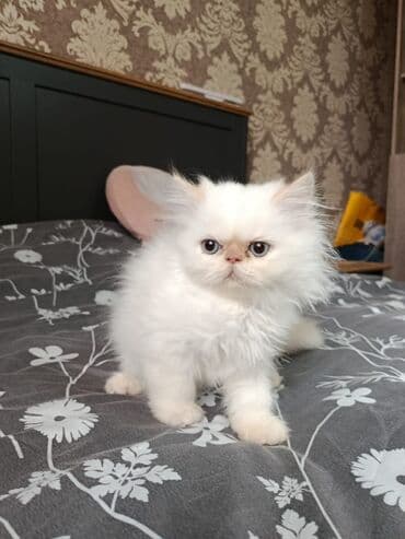 pişik pers: Fars — 2