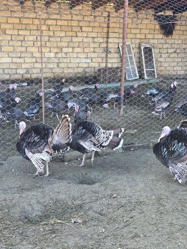 Gəmiricilər: Erkək, Ətlik, Ödənişli çatdırılma — 3