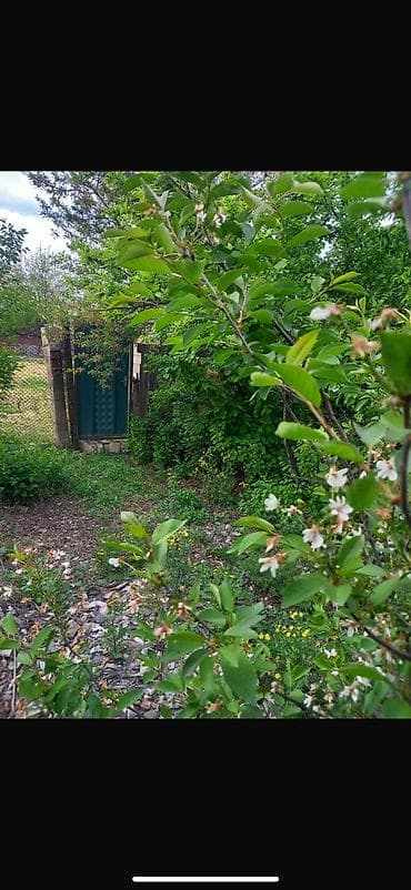 şeki: 8 sot, Tikinti, Mülkiyyətçi, Kupça (Çıxarış) — 3