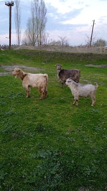 сколько стоит конь: Salam heyvanlar temiz heyvandi boz keçi balalidi sarı süd verir — 2