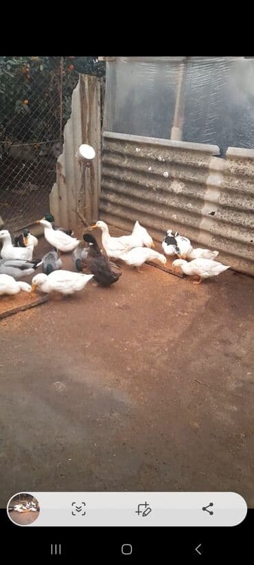 ALLAH Hərkəsin Malına Bərəkət versin kənd şərayitində saxlanılmış lalafo.az -da ALLAH Hərkəsin Malına Bərəkət versin kənd şərayitində saxlanılmış