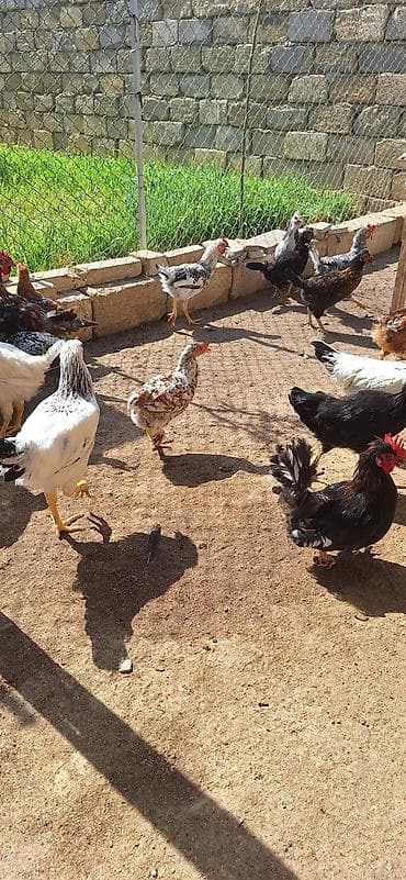 dağ toyuğu: Məhlə şəraitində saxlanılan müxtəlif cins ev toyuqları satılır — 2