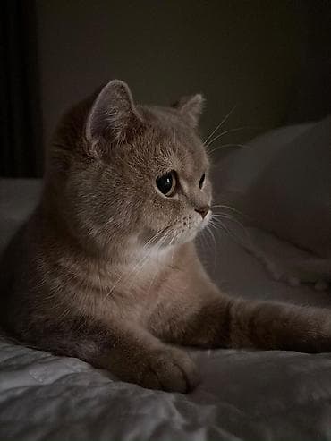 pişik cantası: Britan — 1