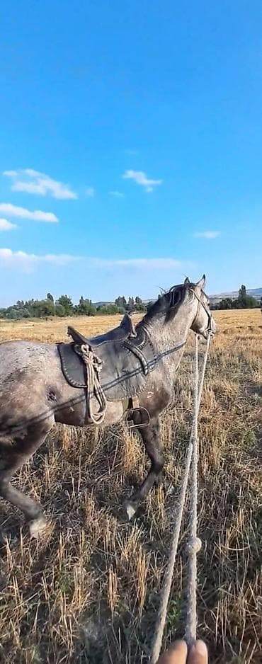 at bazar: Satılır 7 yaşa keçib Erkək di sakit at di Yörqasi da var super at di — 4