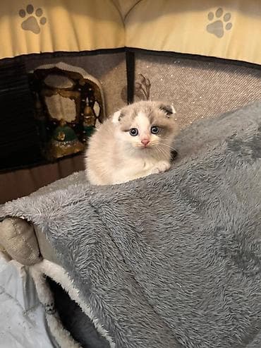 Şotland yastı qulaq, Dişi, Ödənişli çatdırılma — 1