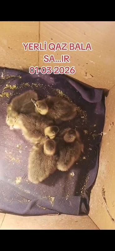it balası satışı: SATILIR QİYMƏT 1 DƏNƏSİNƏ AYİDİR 5 DƏNƏ BALADIR — 1