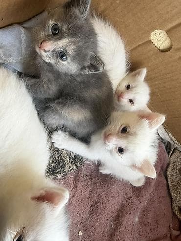 sahiblənmə: Yaxşı əllərə — 3