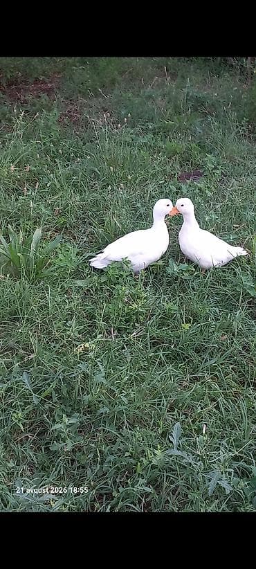zoo mağaza sumqayıt: Kalduk ördək cavan damazlıq cutu 80m Bart er yoxdu çatdırmaq olar — 7