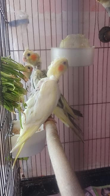 Попугаи: Nimf (cockatiel) tutuquşuları – müxtəlif rəng çalarlarında - Növ — 1