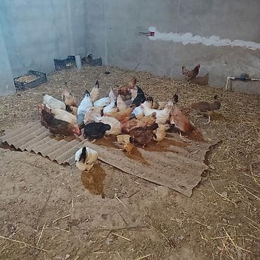cücə: Satılır: biri 14 azn yumurtlayan toyuqlar hamısın alan olsa endirim — 2