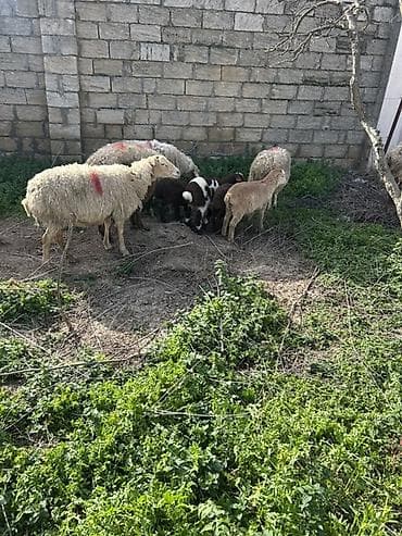 disi danalar: Dişi, il: 3, Damazlıq, Ünvandan götürmə — 4