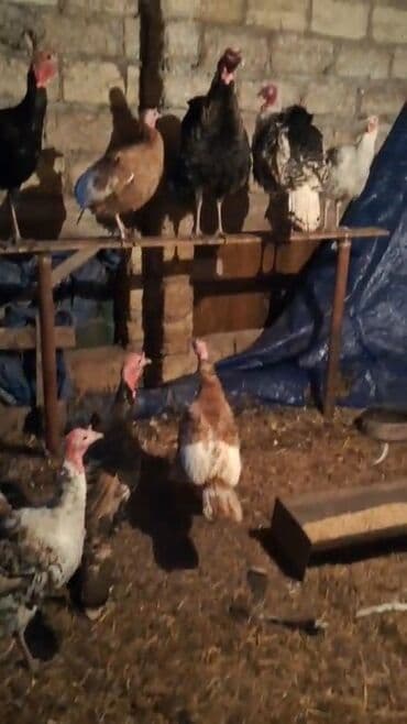 Erkək, Damazlıq, Ünvandan götürmə