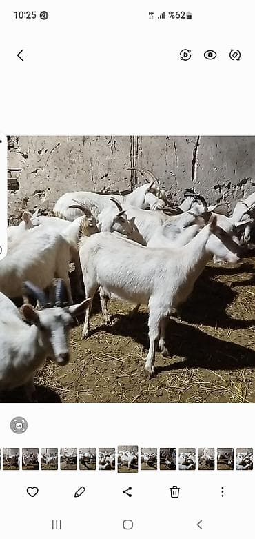 azeri it adlari: Məhsul: Ağ rəngli keçi sürüsü Təsvir: - Şəkillərdə görünən ağ rəngli — 2