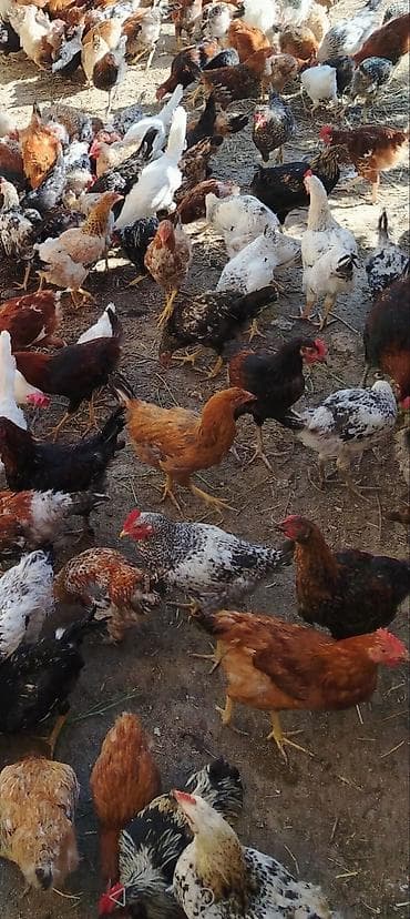 Samaxi colpalari 5 aylix 10 manatn 15 manata kimi var icinde saglam — 1
