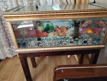 bala afcarka: Sülhsevər, Ünvandan götürmə — 3