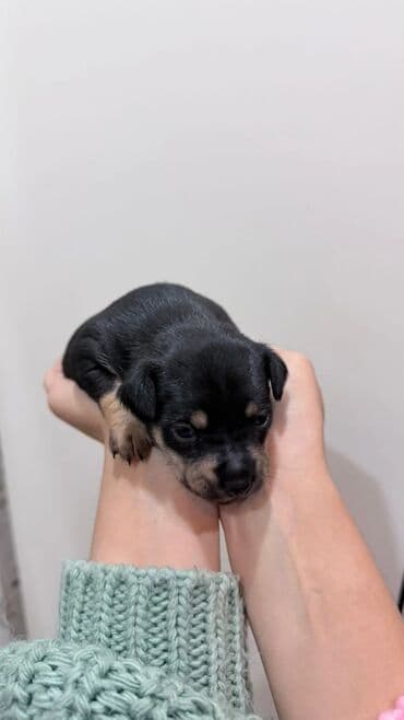 Heyvanlar üçün mallar: Miniatür pinçer, Peyvəndli — 6