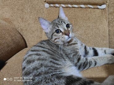 pulsuz sahiblendirilir: Tabbi, Erkək, Yaxşı əllərə, Pulsuz çatdırılma — 2