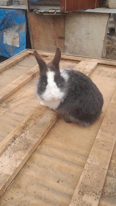 Ev dovşanı – qara‑ağ rəngli, uzunqulaq, yumşaq tüklü - Növ: dekorativ