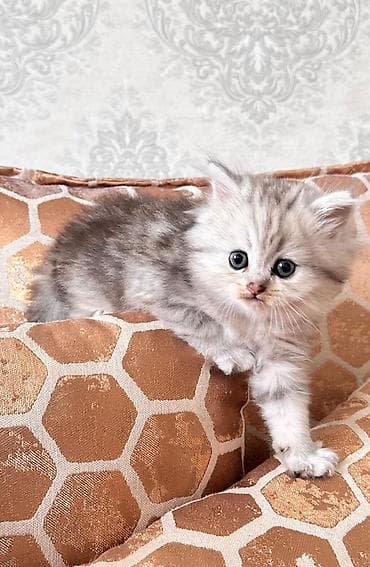 pişik pers: Britan — 4