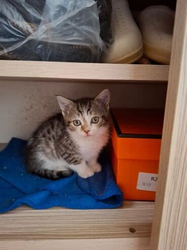 в добрые руки котята: В добрые руки — 5