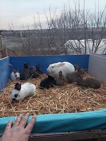 it adları qız: Salam.1aylıq balalar satılır Ata Təmiz qan Velikan 5+ ana gibrit — 3